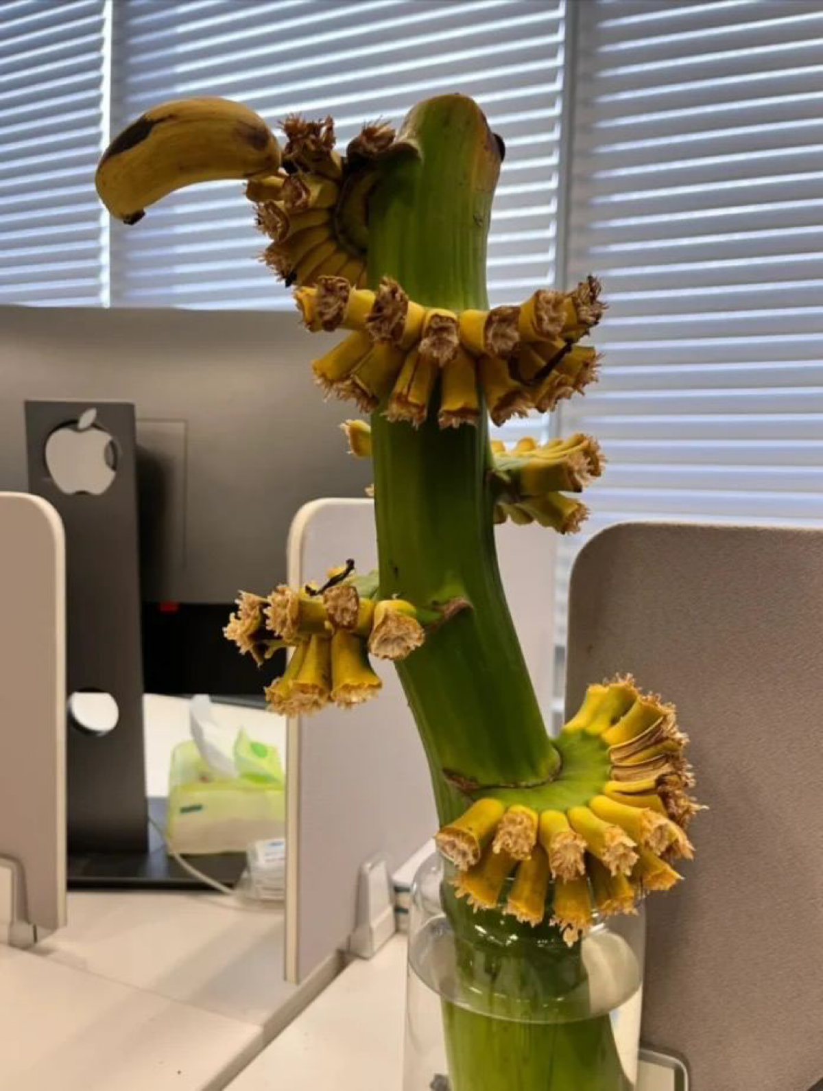 Забавно, но в Китае изобрели новое «лекарство» от выгорания на работе — выращивание бананов прямо в офисе | Сетка — социальная сеть от hh.ru
