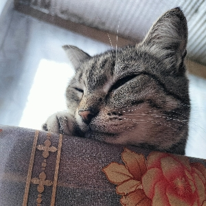 Юу Мин