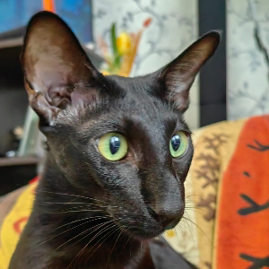 Вадим Атрашкевич | Сетка — социальная сеть от hh.ru