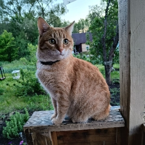 Рафаэль Мирхайдаров