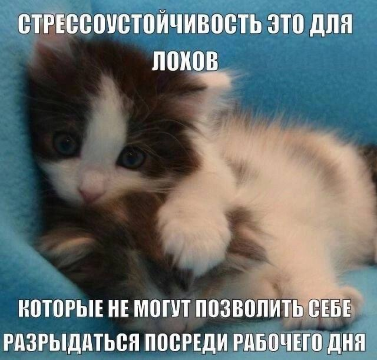 Мем #20 | Сетка — социальная сеть от hh.ru