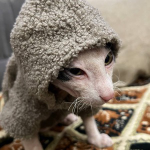 Alexandr Kuchko | Сетка — социальная сеть от hh.ru