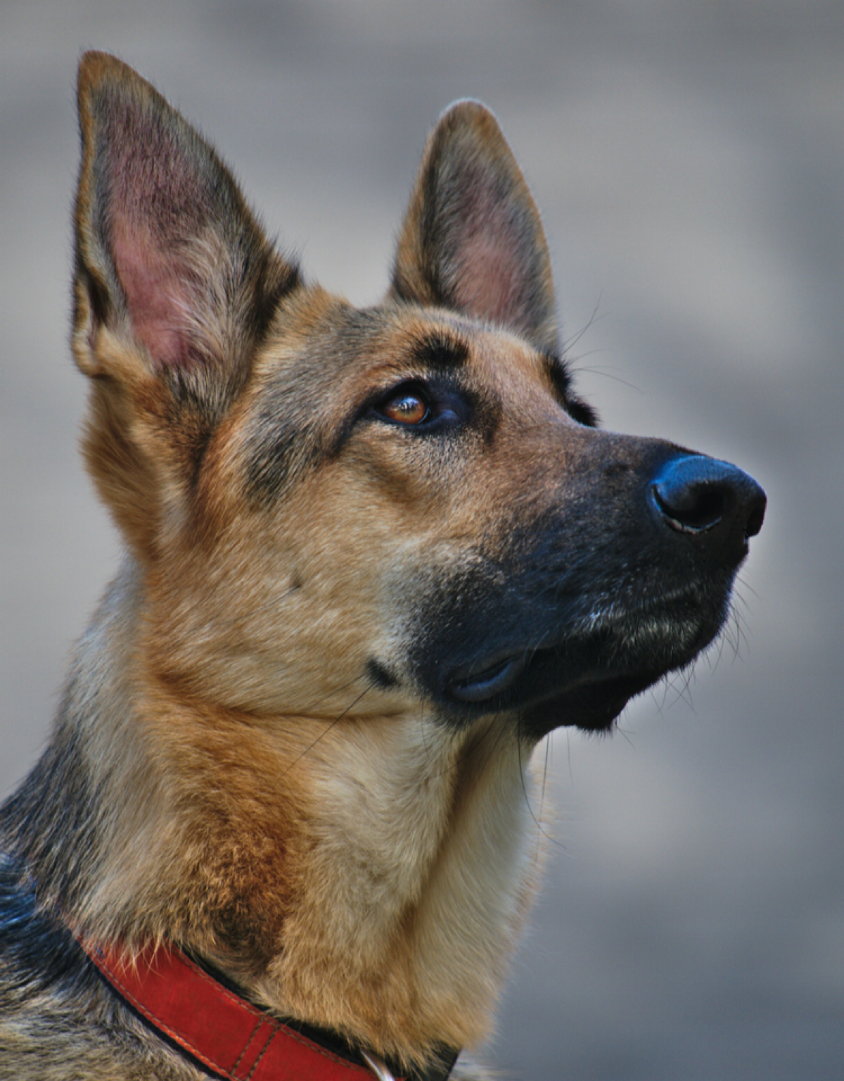 Знаете ли вы, что кинолог, кроме правил дрессировки, должен разбираться ещё и в диетологии с психологией? Ну, и любить кино 😉
С Днём кинолога!
#профессия #кинолог  #праздник #риэлтор  #okenigsberg | Сетка — социальная сеть от hh.ru