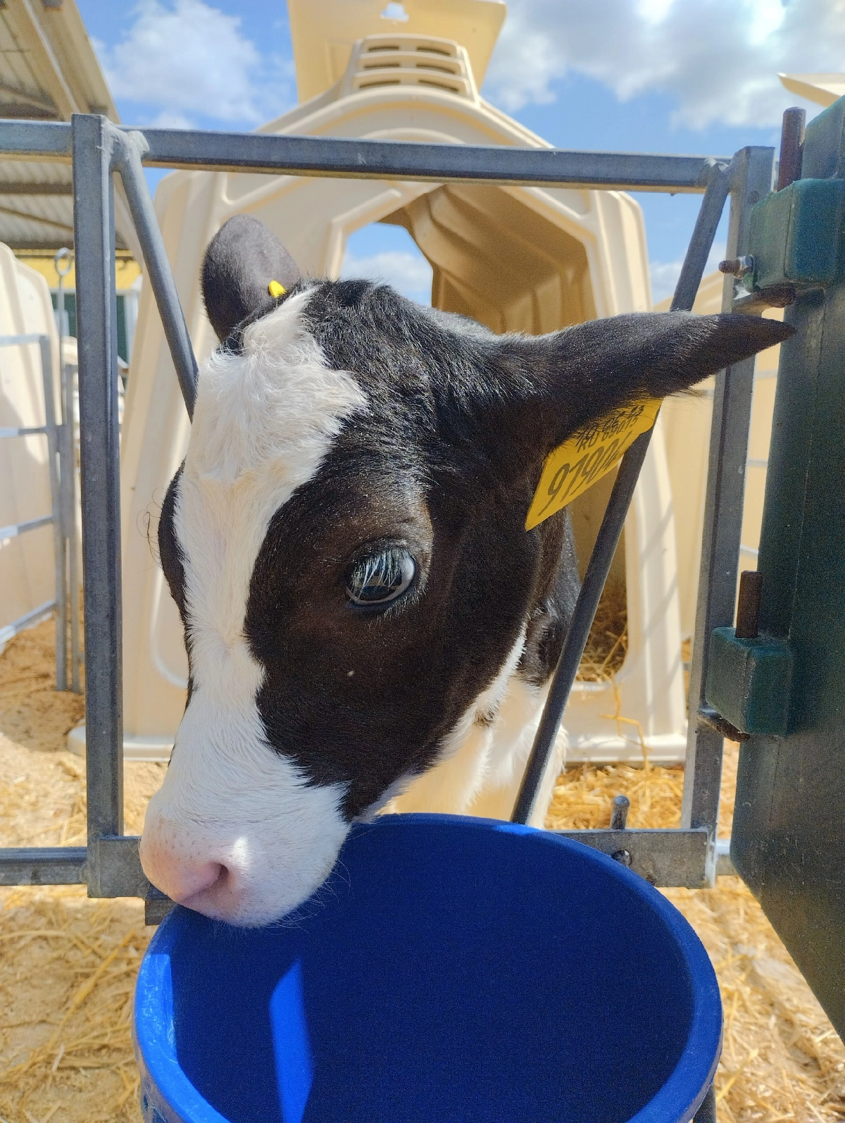 Солнечного теленка вам в ленту🐮
#arbeitenveryhard | Сетка — социальная сеть от hh.ru