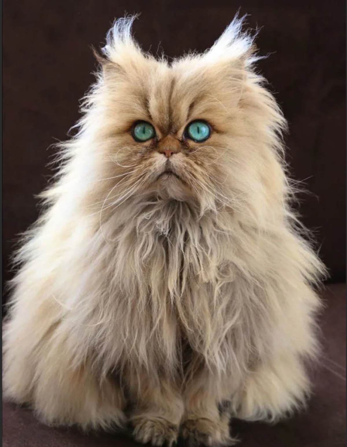 Алена Занько