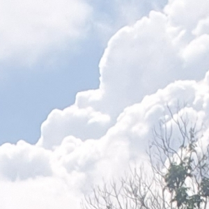 Эльвира Байчорова