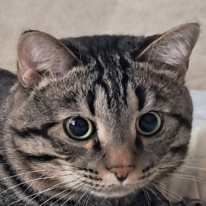 Данила Шаляпин | Сетка — социальная сеть от hh.ru