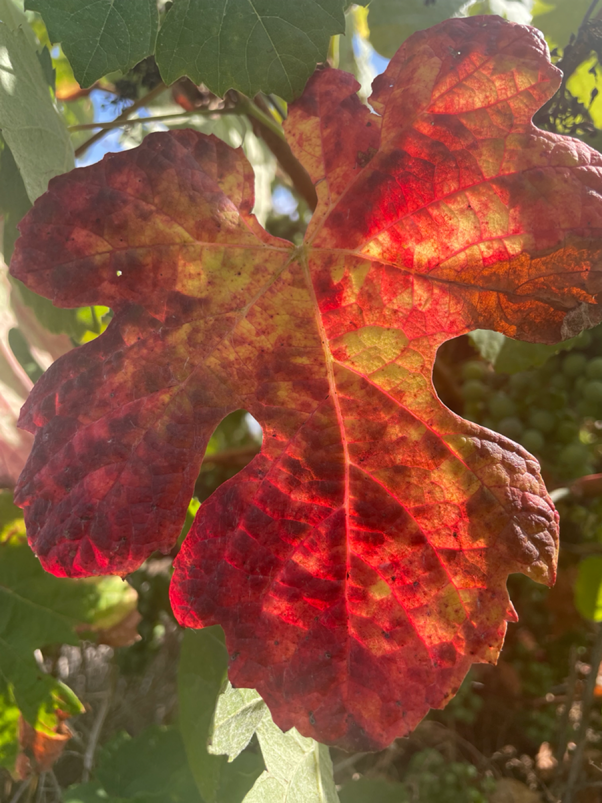 Иногда нужно перегрузиться. На др не удалось организовать, получилось после. 
Это я к тому, как часто мы перегружаемся, когда чувствуем израсходование текущих ресурсов? 
#деньрождения | Сетка — социальная сеть от hh.ru