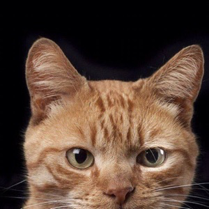 Антон Лапшин | Сетка — социальная сеть от hh.ru