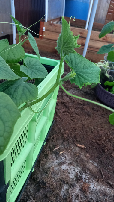 Кхех 😁😁😁
30й год потянул к самореализации 
34й сказал - А давай не только реализацию "само", но и потащил к земельке
ПыСы: рада сотрудничеству на абсолютно раааазных условиях 👩‍💻  | Сетка — социальная сеть от hh.ru