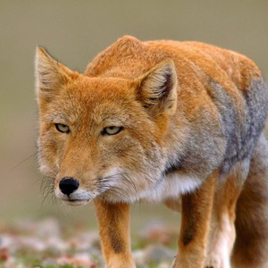 Алеся Богдан