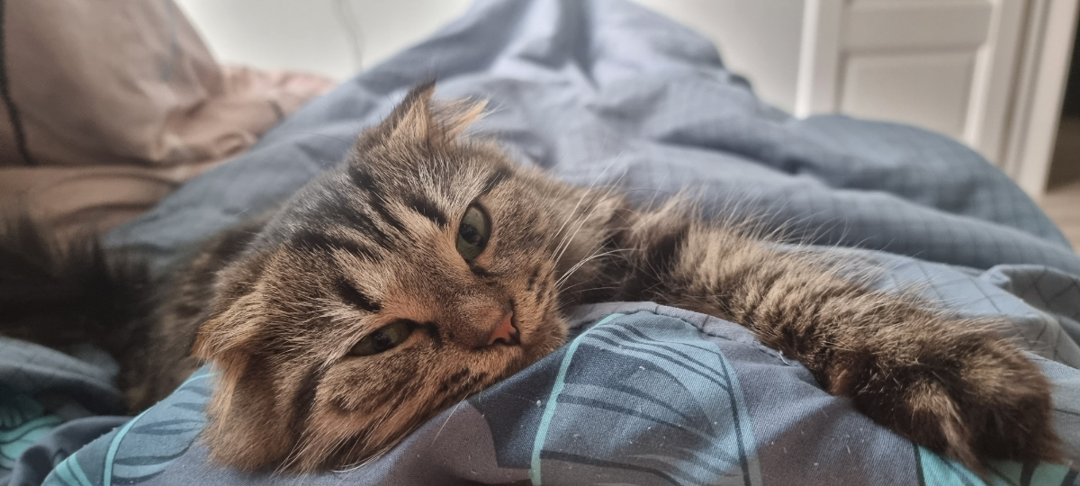 Моего кота Вам в ленту | Сетка — социальная сеть от hh.ru