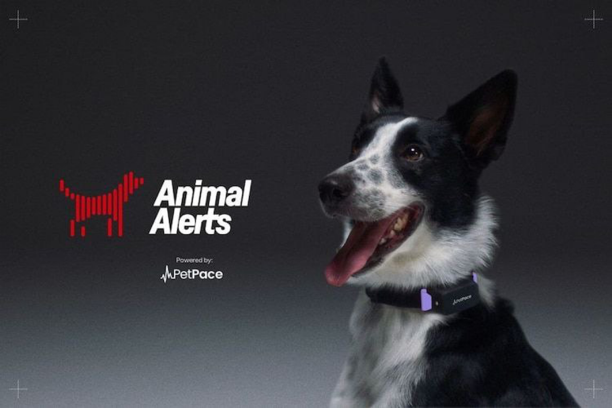 Классное точечное применение ИИ на собакенах | Сетка — социальная сеть от hh.ru