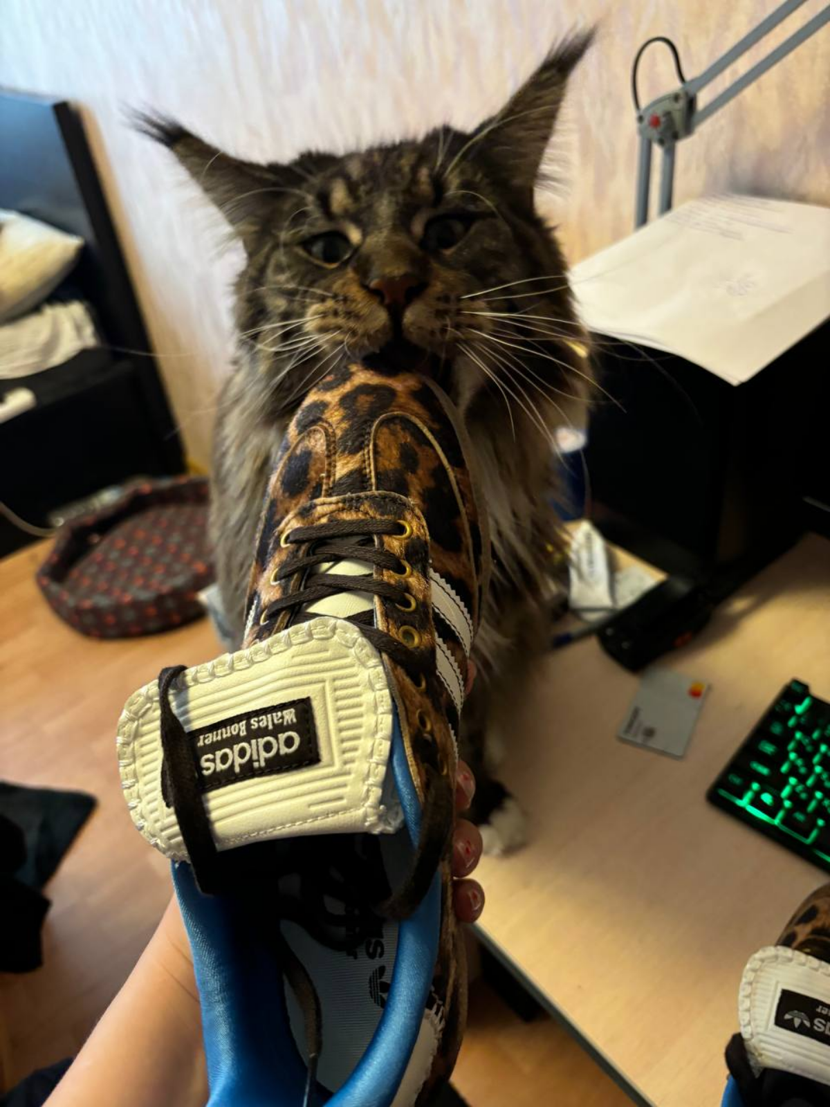 Когда жена купила ботинки сшитые из бенгала, а ты сказал коту, что зимой у неё будет шапка из мейнкуна | Сетка — социальная сеть от hh.ru