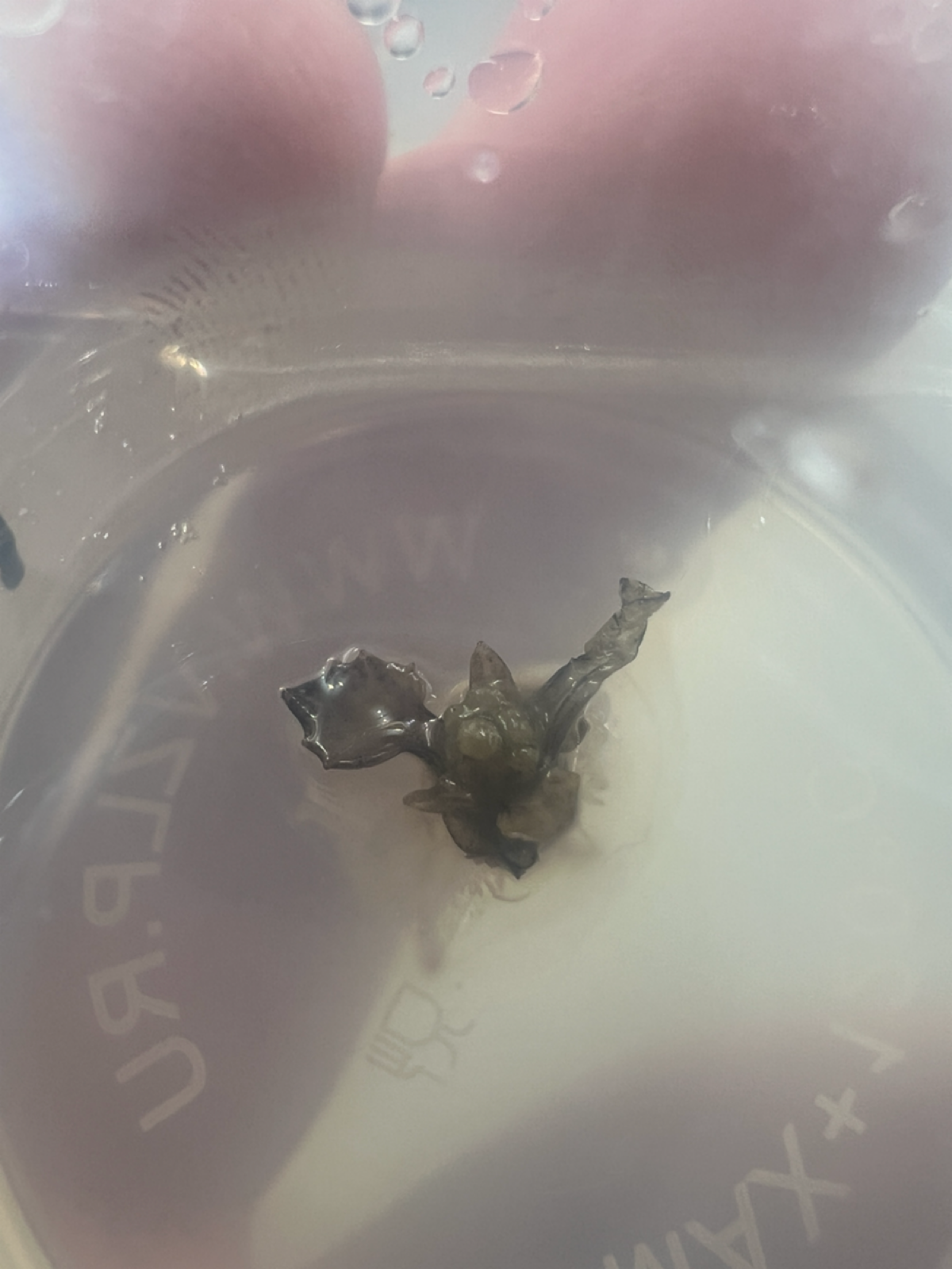 Эксперимент #11. Пересадка | Сетка — социальная сеть от hh.ru