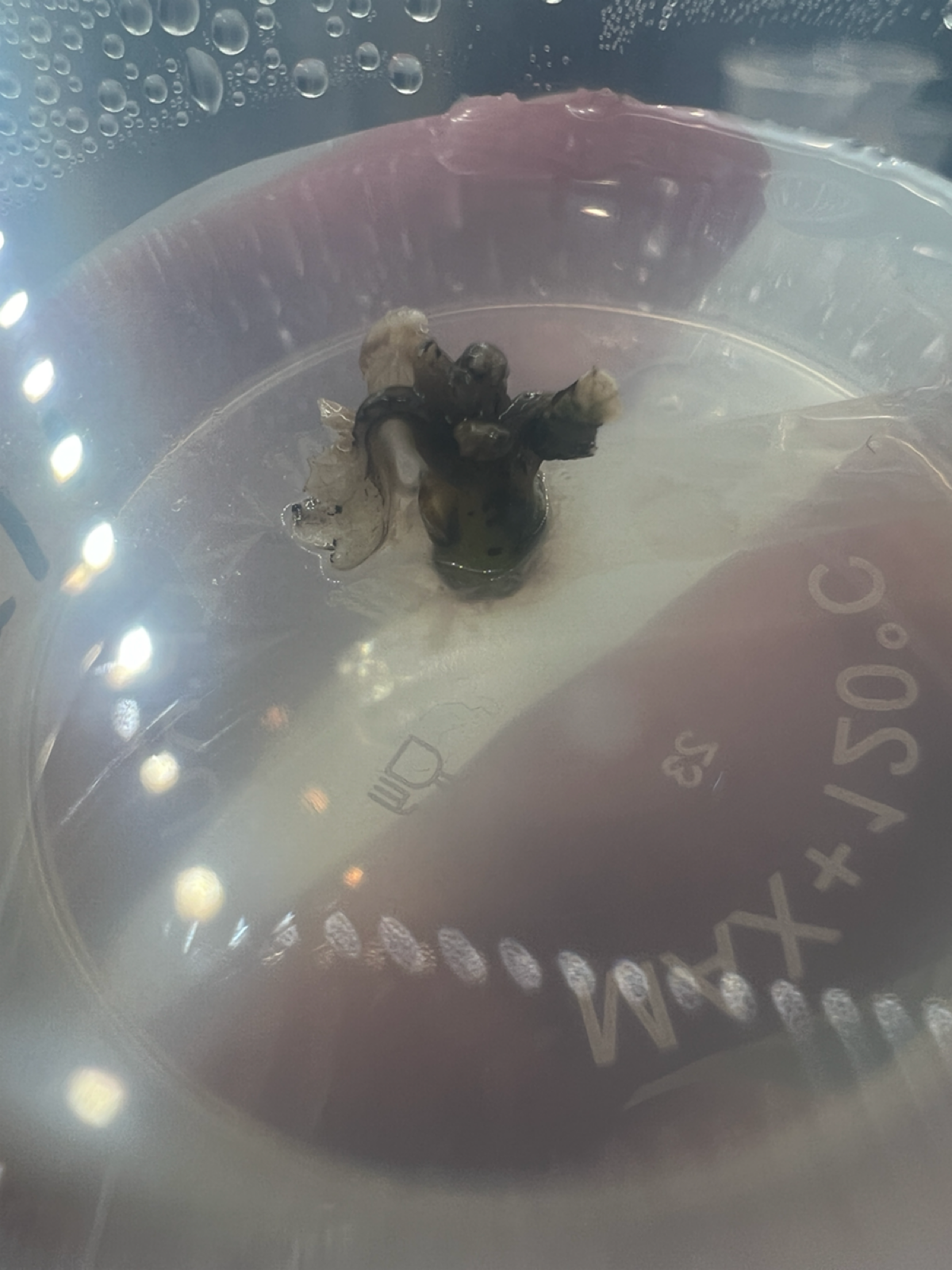 Эксперимент #11. Пересадка | Сетка — социальная сеть от hh.ru