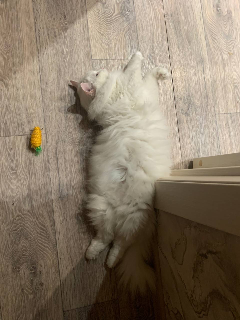 Знакомьтесь, это Коша😺 | Сетка — социальная сеть от hh.ru