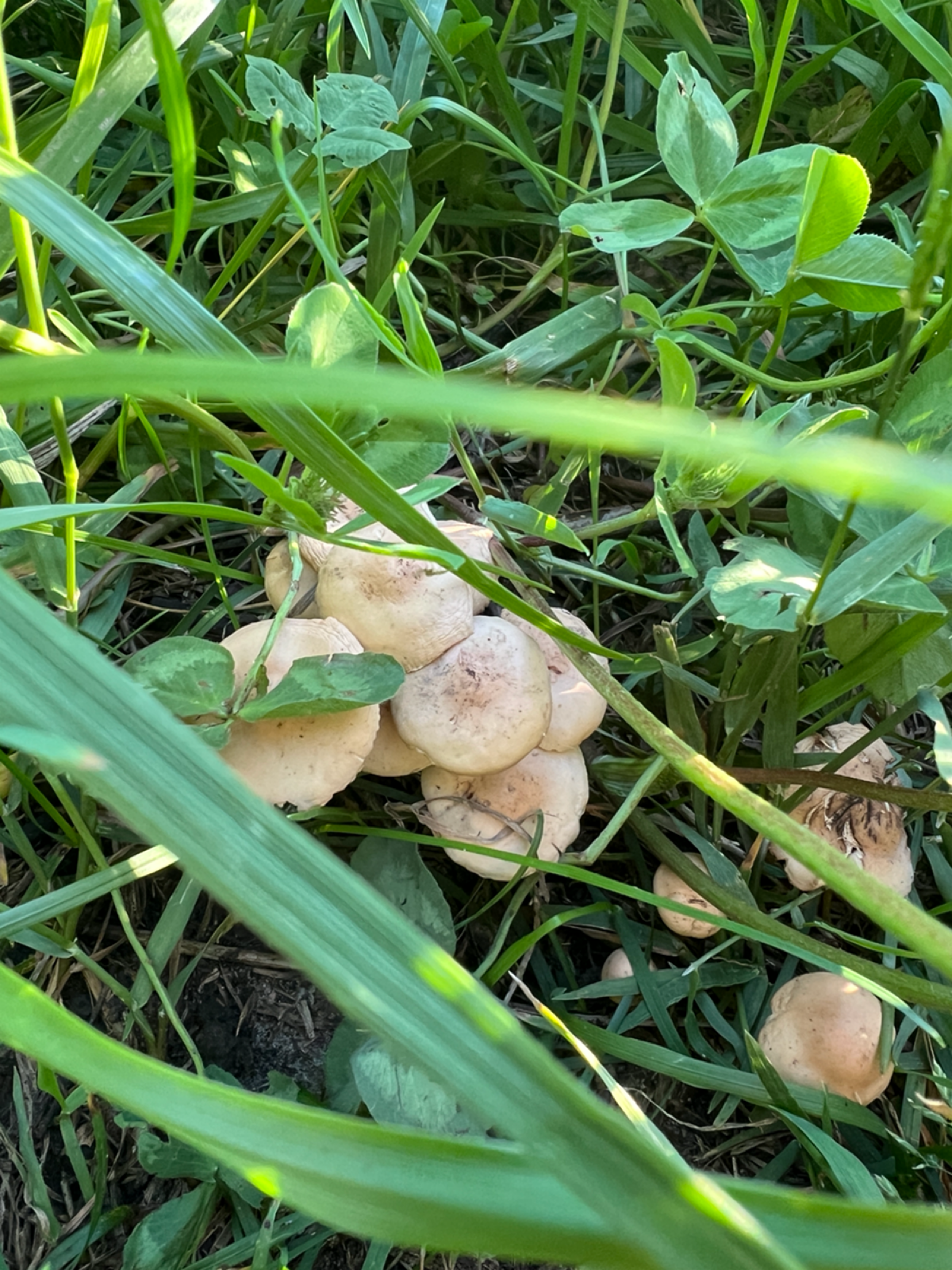 Вакансии и грибы, как это связано ? 🍄 | Сетка — социальная сеть от hh.ru