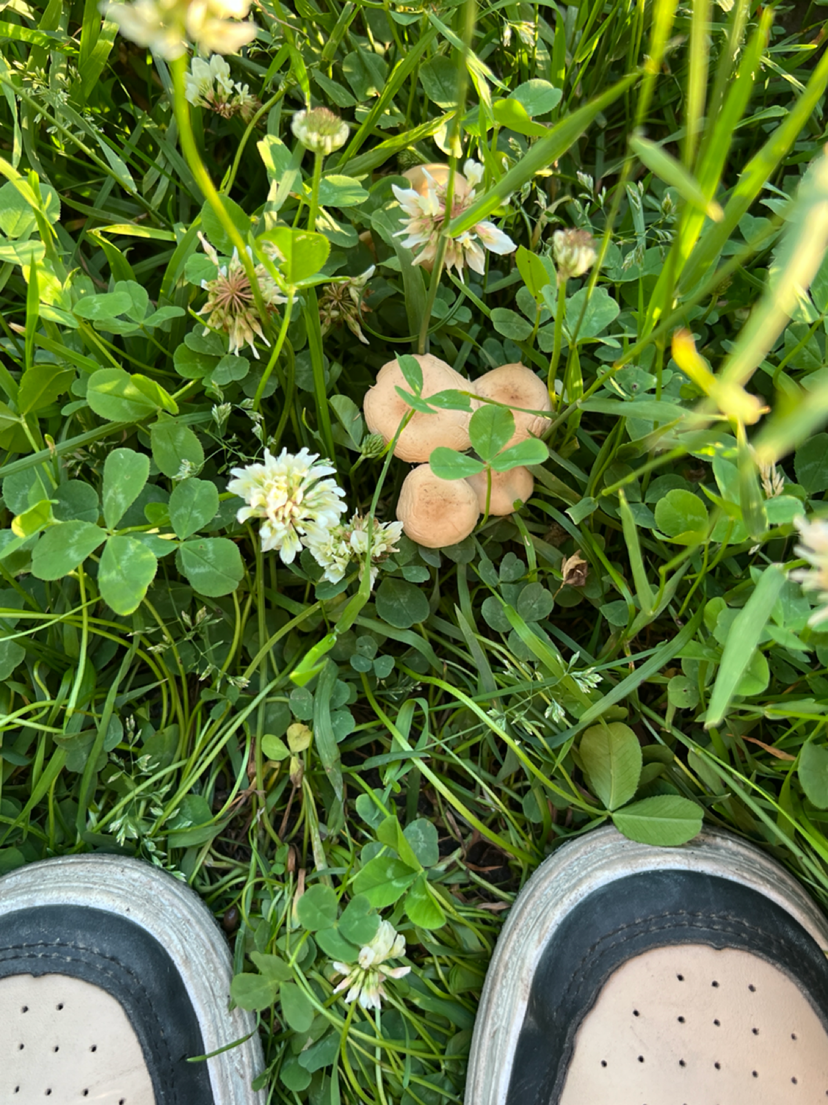 Вакансии и грибы, как это связано ? 🍄 | Сетка — социальная сеть от hh.ru