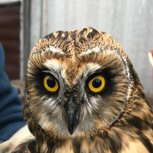 Максим Гомбоев