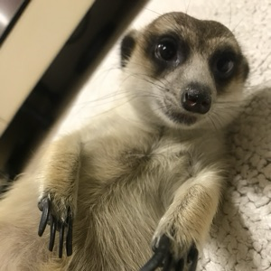 Давид Симонов | Сетка — социальная сеть от hh.ru