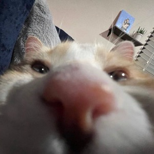 Даниил Дворников