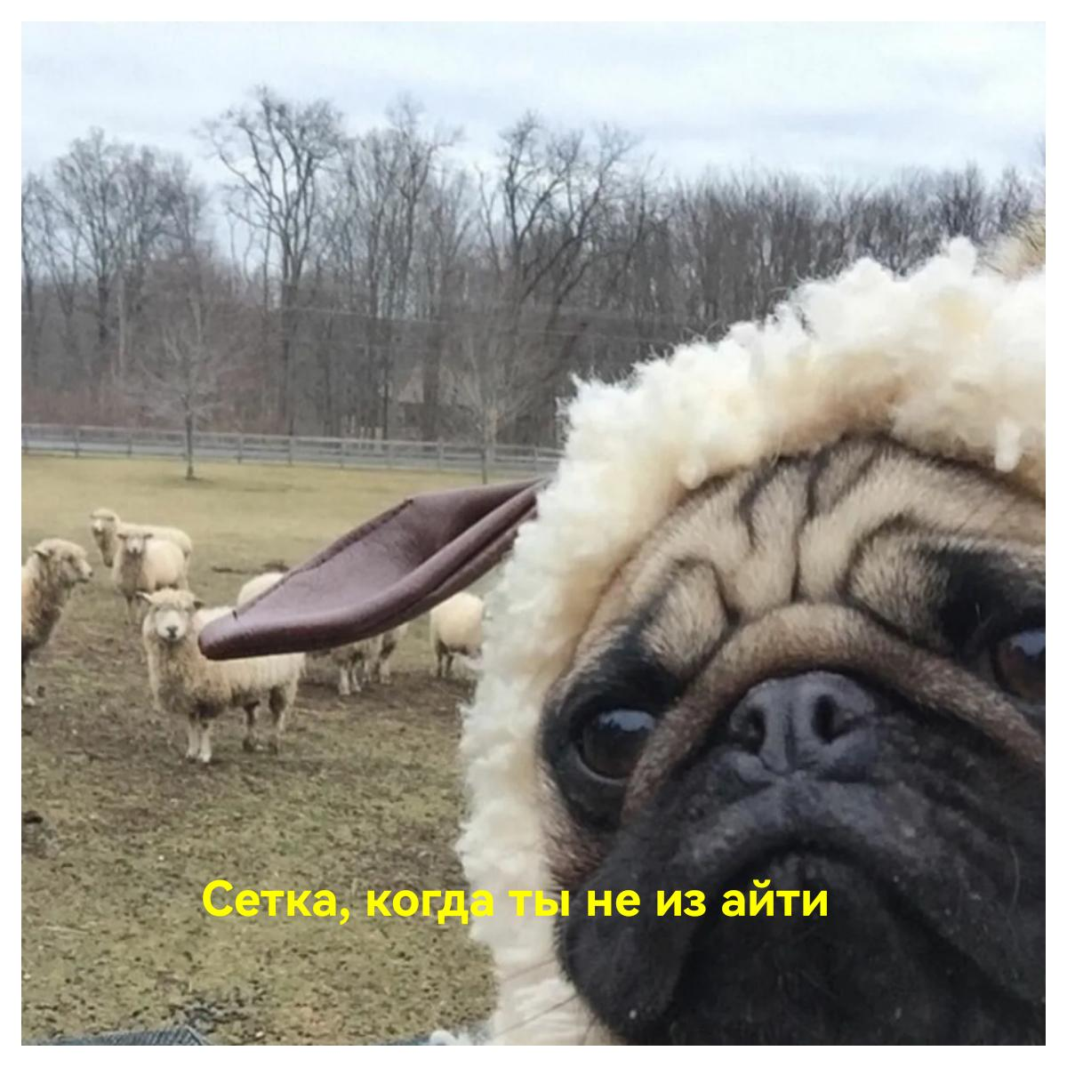 Прошу простить) | Сетка — социальная сеть от hh.ru