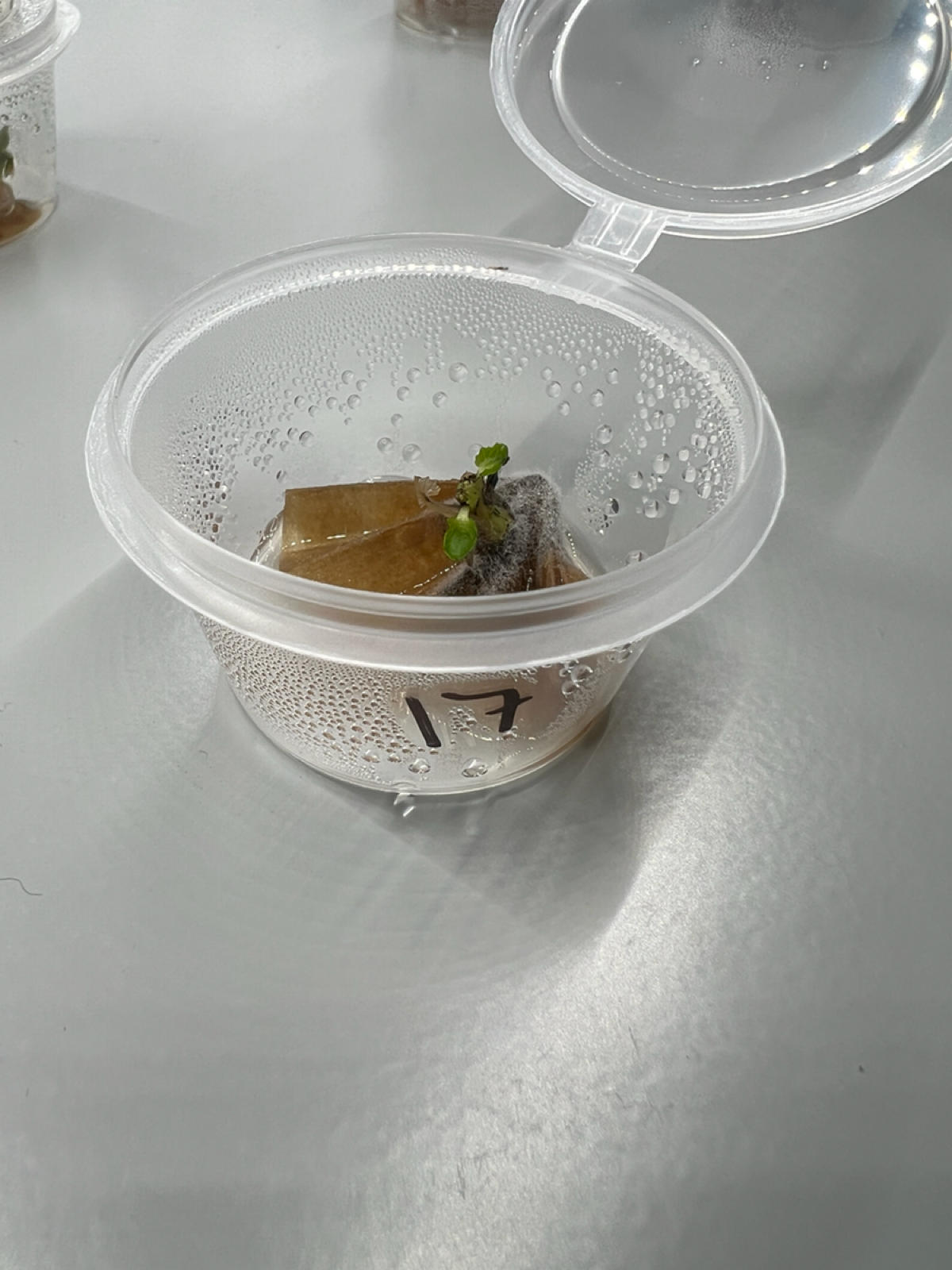 Эксперименты #12 и #17 | Сетка — социальная сеть от hh.ru