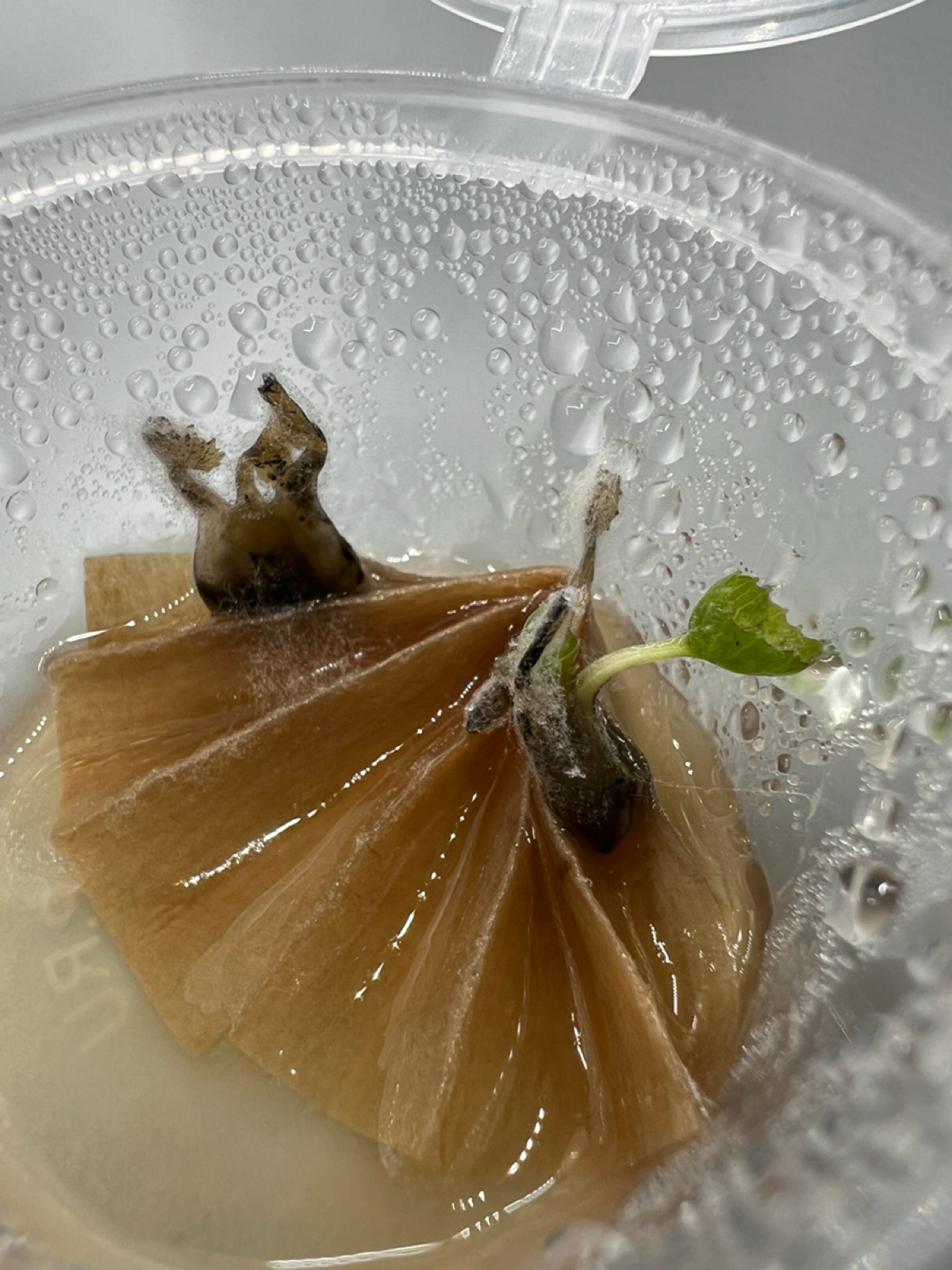 Эксперименты #12 и #17 | Сетка — социальная сеть от hh.ru