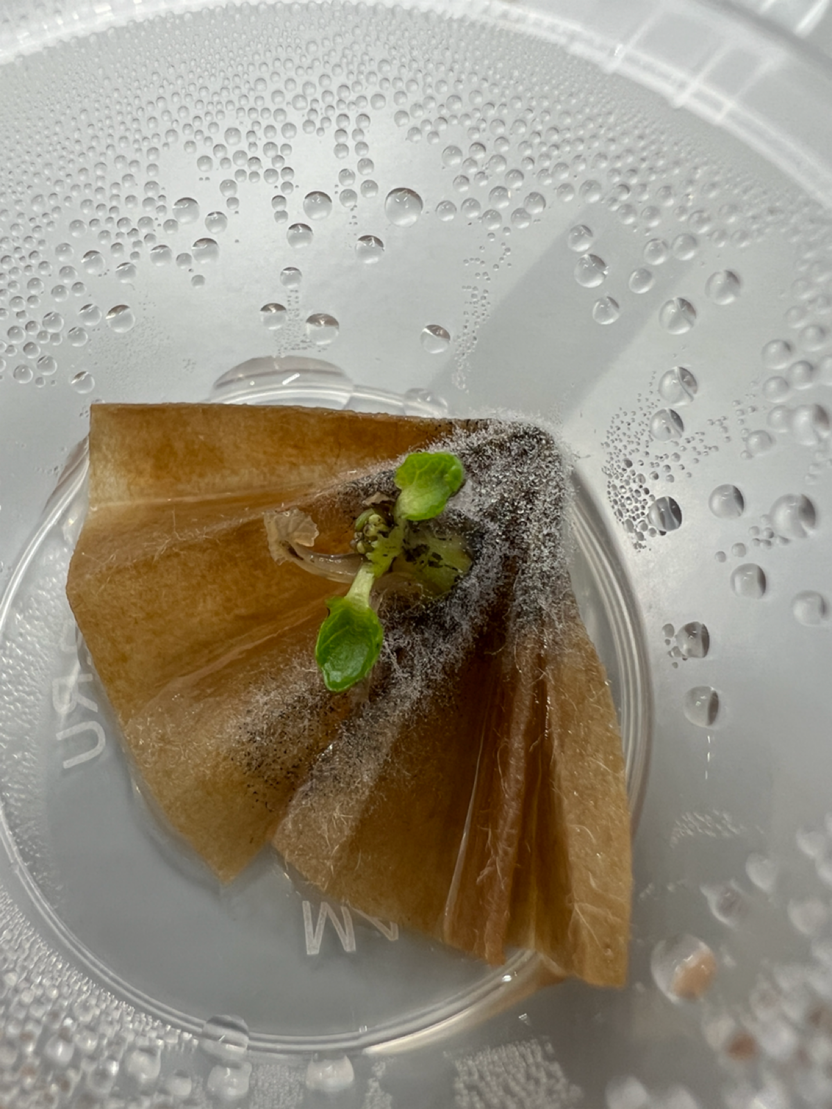 Эксперименты #12 и #17 | Сетка — социальная сеть от hh.ru