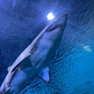 Бизнес анализ в IT