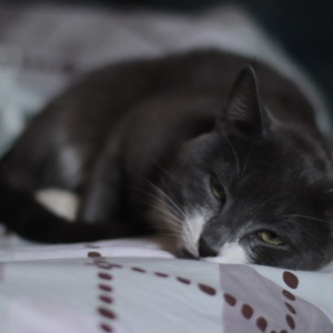 Александр Шпаковский