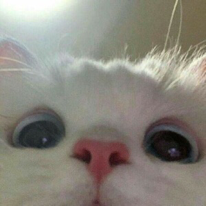 Даниил Кимоно