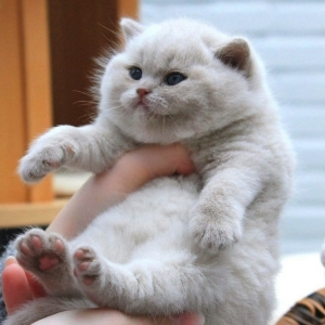 Резервный кошатник