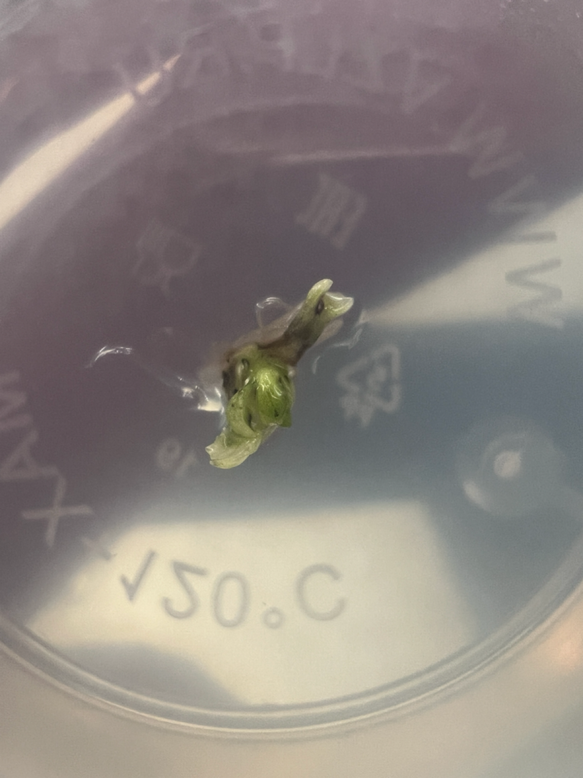 Эксперимент #13. Попытка оздоровить васаби
Ввиду того, что все почки, которые я высаживаю на среду, имеют заражение, я решил попробовать их предварительно полечить | Сетка — социальная сеть от hh.ru