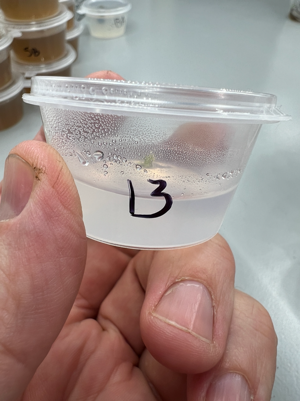 Эксперимент #13. Попытка оздоровить васаби
Ввиду того, что все почки, которые я высаживаю на среду, имеют заражение, я решил попробовать их предварительно полечить | Сетка — социальная сеть от hh.ru