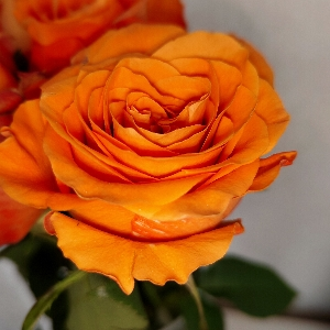 Елена Белякова | Сетка — социальная сеть от hh.ru