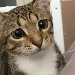 Александр Павлов