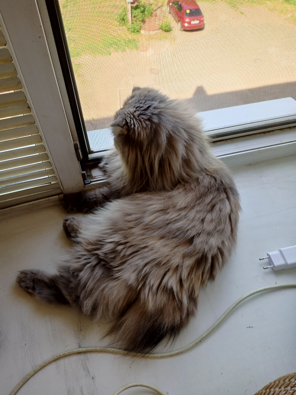 Говорят, в интернете все любят котиков. Вот вам кошка, отвлекитесь от работы) | Сетка — социальная сеть от hh.ru