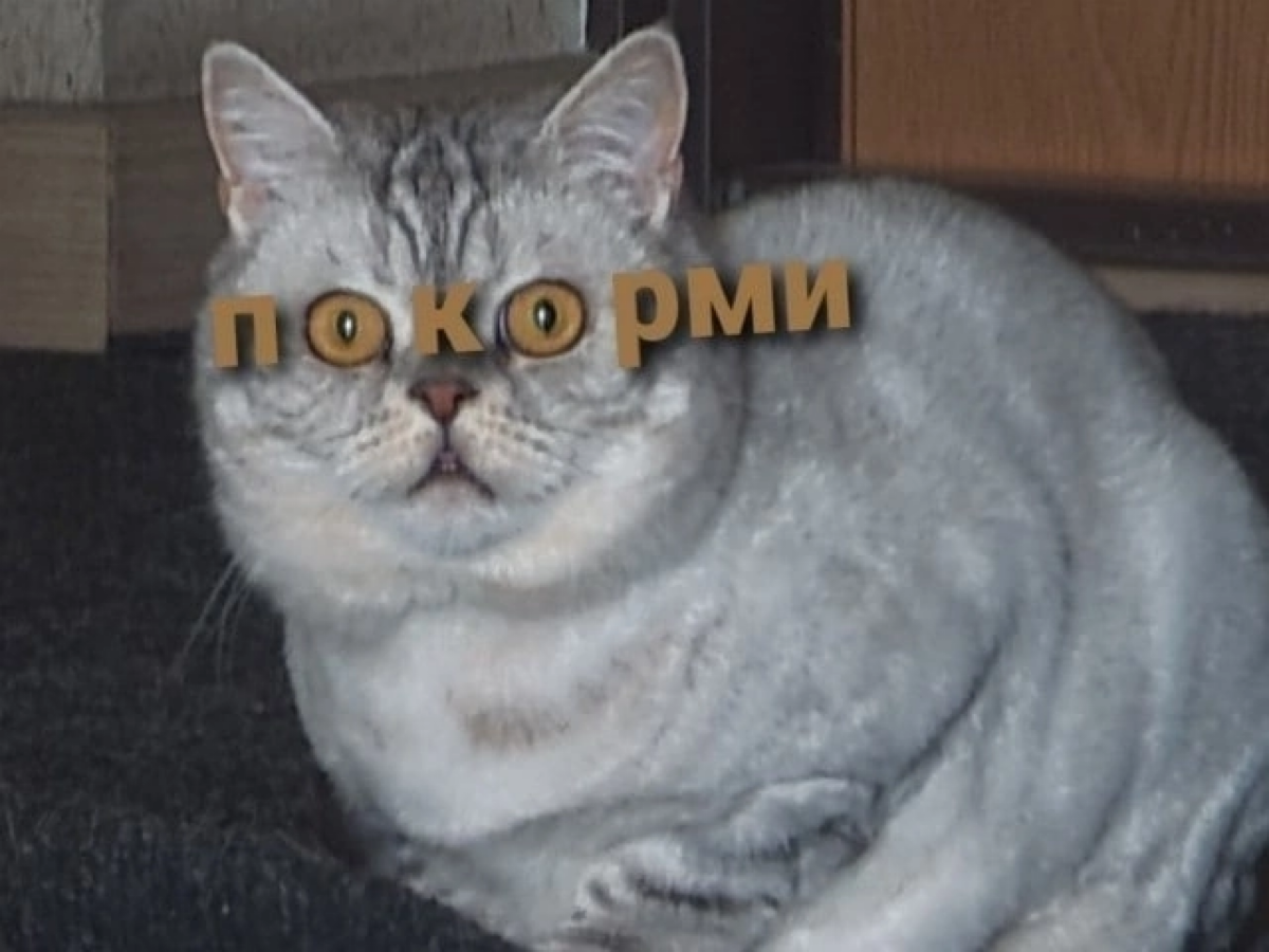 А вы тоже работаете по выходным ради дорогого котикиного корма?😹 | Сетка — социальная сеть от hh.ru