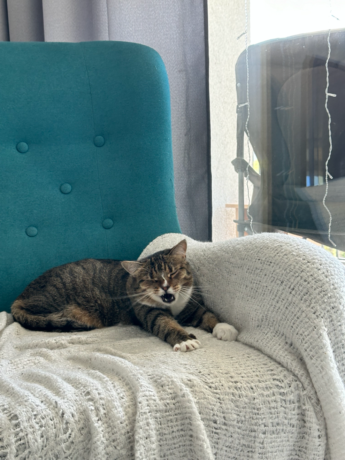 Не тестила эту #сеть на котиков)
Знакомьтесь, это Туся, начальник отдела безопасности, проверяет входящий поток клиентов на человечность😅 | Сетка — социальная сеть от hh.ru