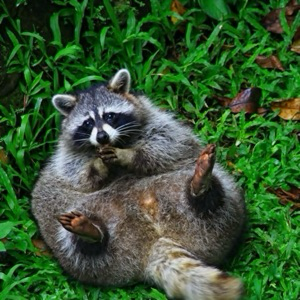 Антон Анохин | Сетка — социальная сеть от hh.ru