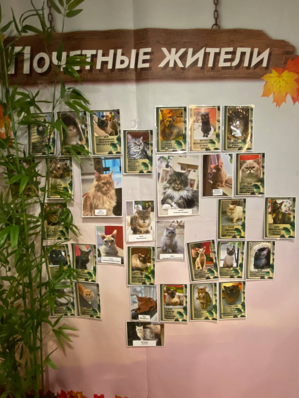 Антистресс средство #1 - пушистые и загадочные 🐱 | Сетка — социальная сеть от hh.ru