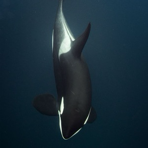 Аким Барциц | Сетка — социальная сеть от hh.ru