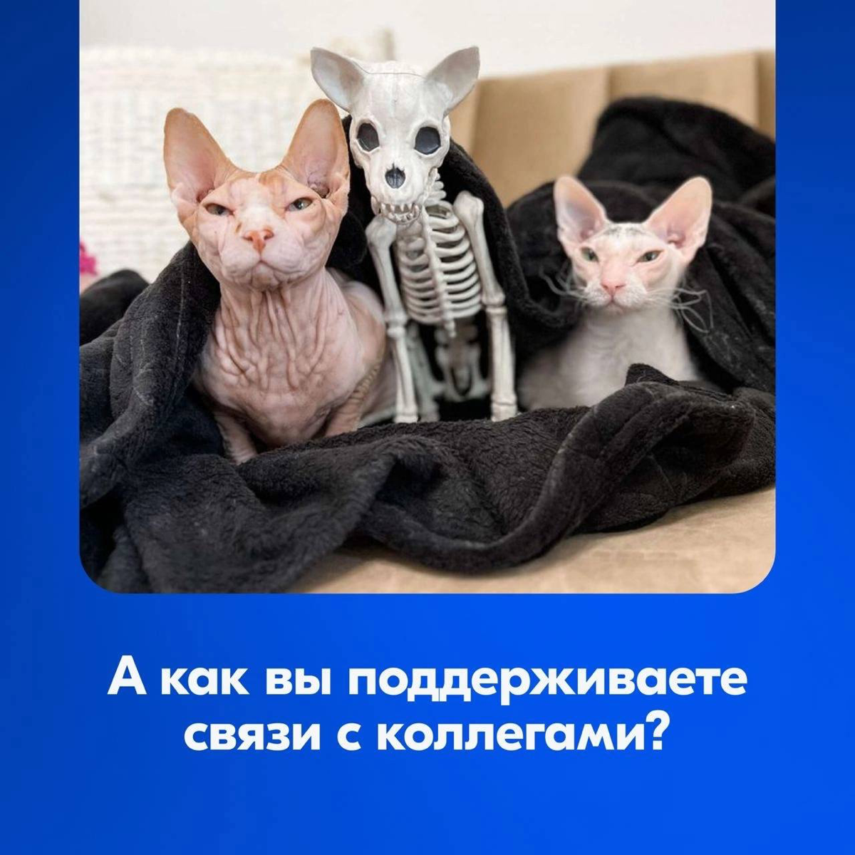 Как не потерять отношения в условиях удаленной работы | Сетка — социальная сеть от hh.ru