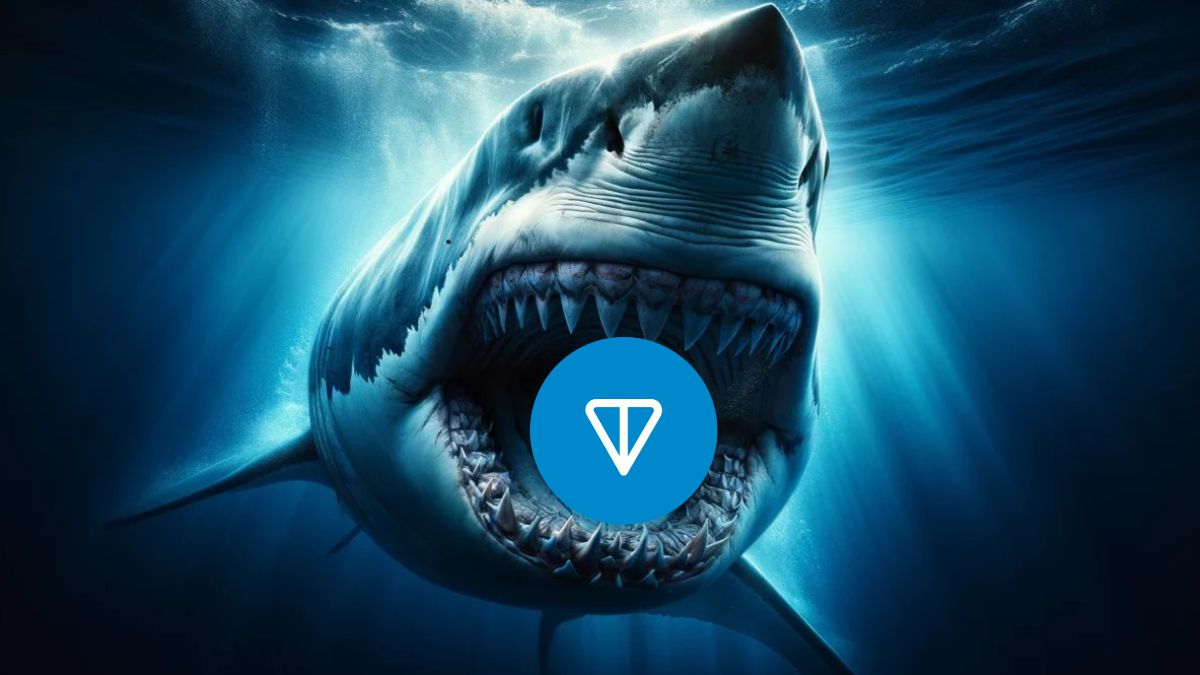 Криптовалютные акулы скупают Toncoin на фоне стагнации на рынке | Сетка — социальная сеть от hh.ru