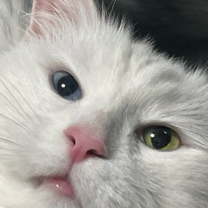 Богдан Шестаков | Сетка — социальная сеть от hh.ru