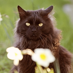 Иван Стригельский