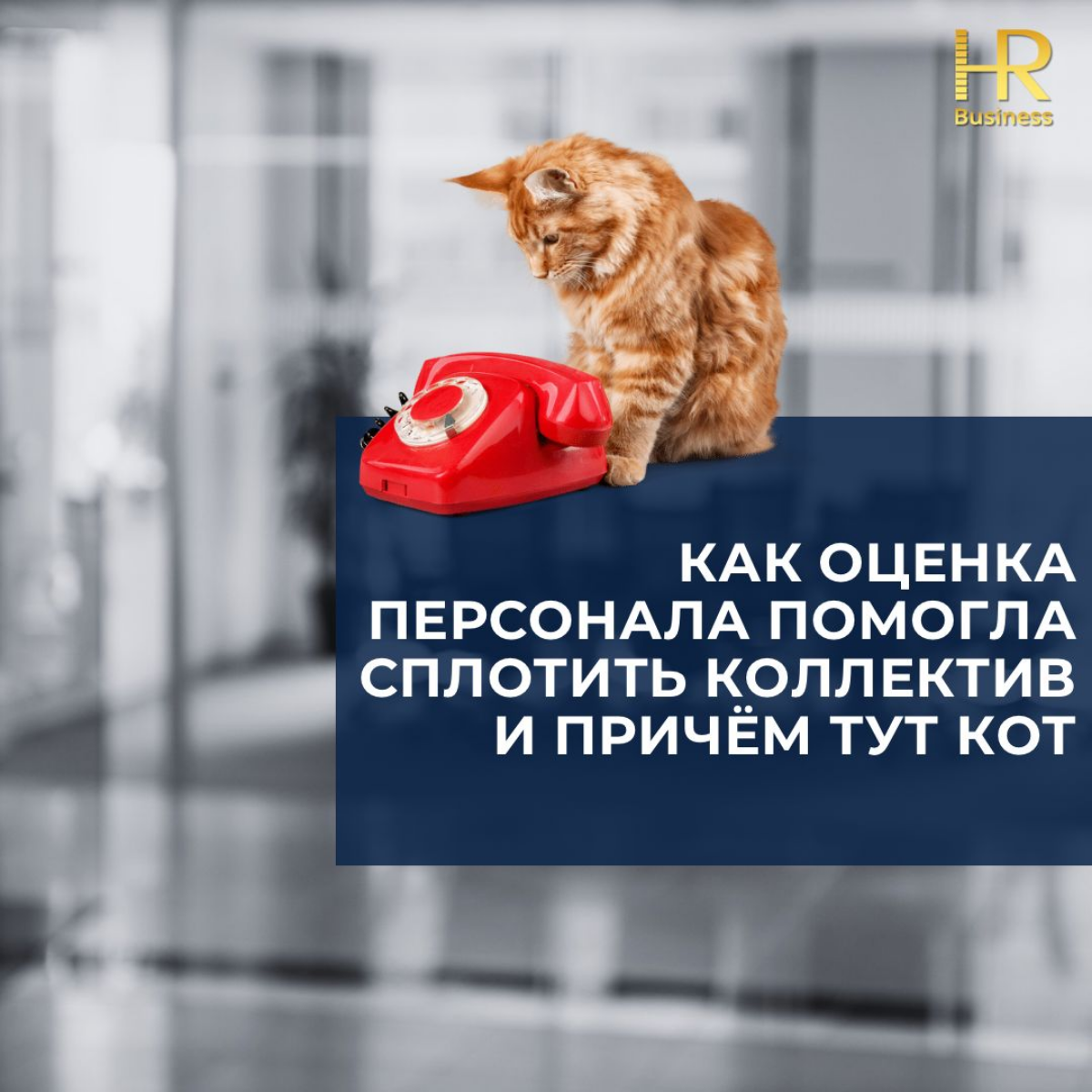 Как помогла оценка персонала и причём тут кот | Сетка — социальная сеть от hh.ru