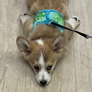 Корга культ